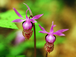 Fairy Slippers in McDonald Forest